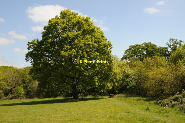 Photo 6"x4" Oak tree Brayswick c2017
