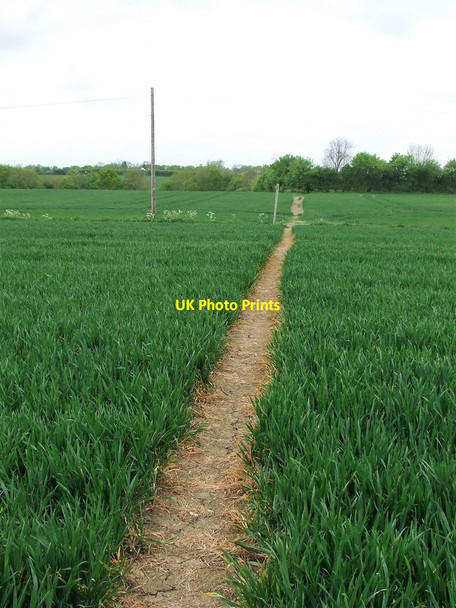 Photo 6"x4" Clear Footpath Great Sampford c2017