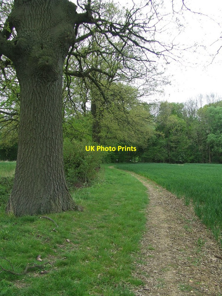Photo 6"x4" Footpath And Field Boundary Hawkin's Hill c2017