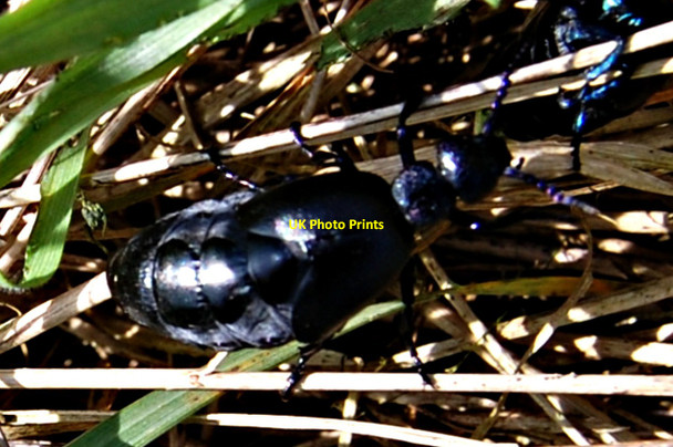 Photo 6"x4" Oil Beetle Churchend\/TR0092 c2012
