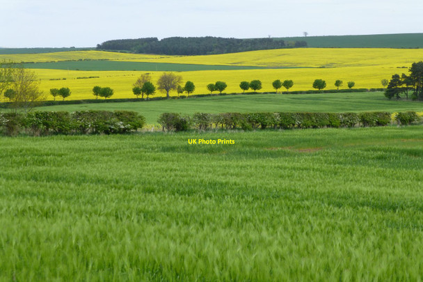 Photo 6"x4" Oil seed rape in profusion Duddo c2017