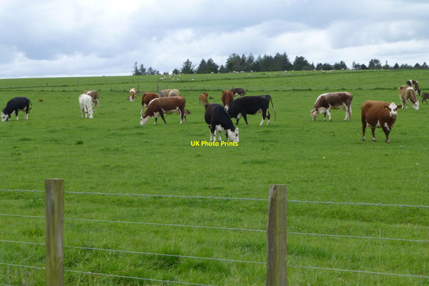 Photo 6"x4" Cattle and sheep in pasture Bowsden c2017