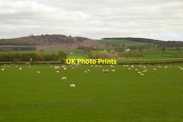 Photo 6"x4" Sheep Grazing near the M6 Brockleymoor c2017
