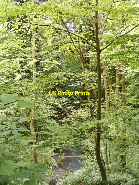 Photo 6"x4" Saltwells Wood Brierley Hill\/SO9286 c2017