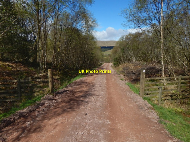 Photo 6"x4" Forestry track on Bannachra Muir Craigendoran c2017