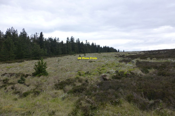 Photo 6"x4" Edge of the forest Hepple c2017