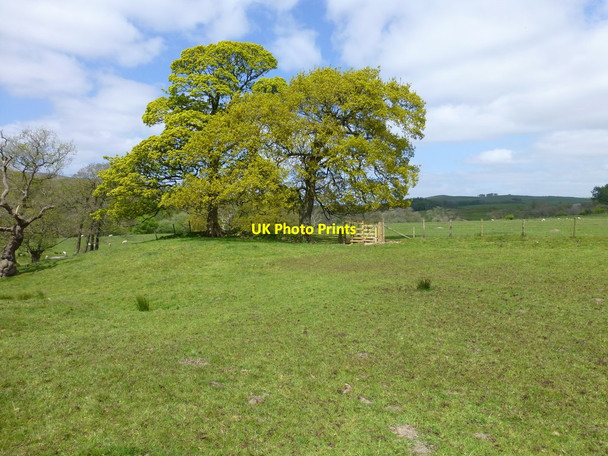 Photo 6"x4" The path to Whitewell at Lower Lees Whitewell\/SD6546 c2017