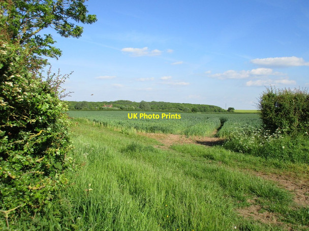 Photo 6"x4" View towards Broadwaters Farm and Broadwaters Wood Ossington c2017