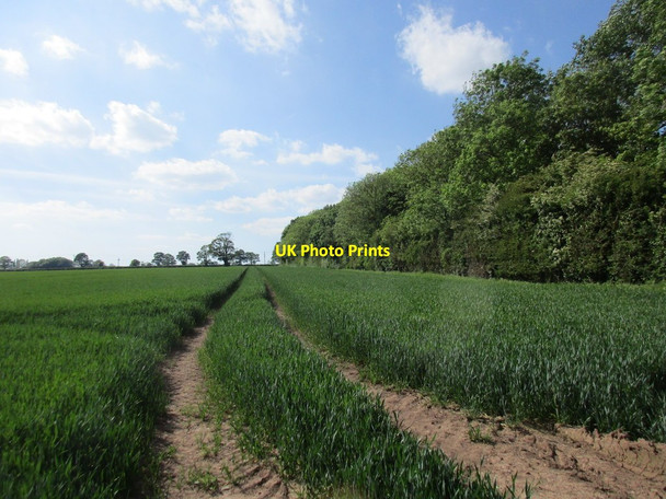 Photo 6"x4" Wheatfield and plantation off Hockerton Road Southwell\/SK7053 c2017