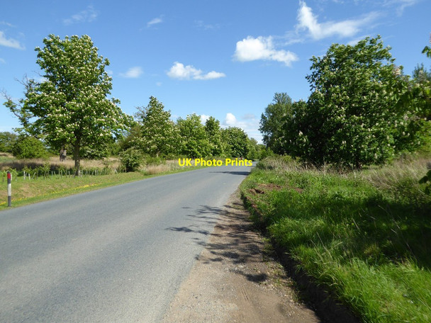 Photo 6"x4" Chestnut trees on Brockeridge Road Church End\/SO8936 c2017 P1