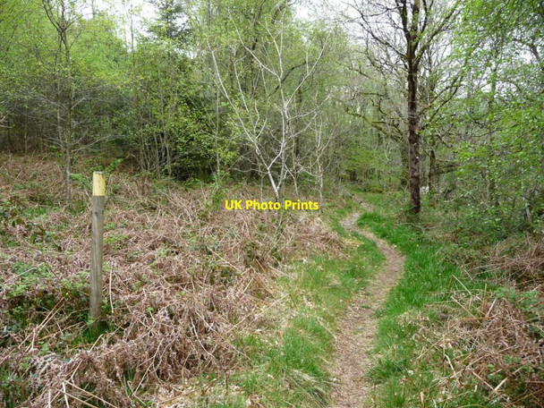 Photo 6"x4" Waymarked path, west bank, Afon Goedol Blaenau Ffestiniog c2017