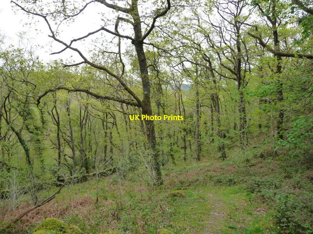 Photo 6"x4" Path down the hillside in Coed Cymerau Isaf Rhyd-y-sarn c2017