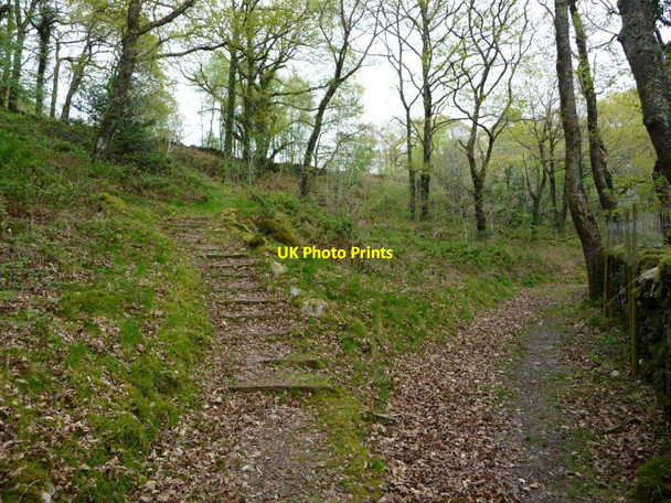 Photo 6"x4" Path junction, Coed Cymerau Isaf Rhyd-y-sarn c2017