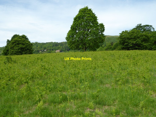 Photo 6"x4" Malvern Common Great Malvern c2017