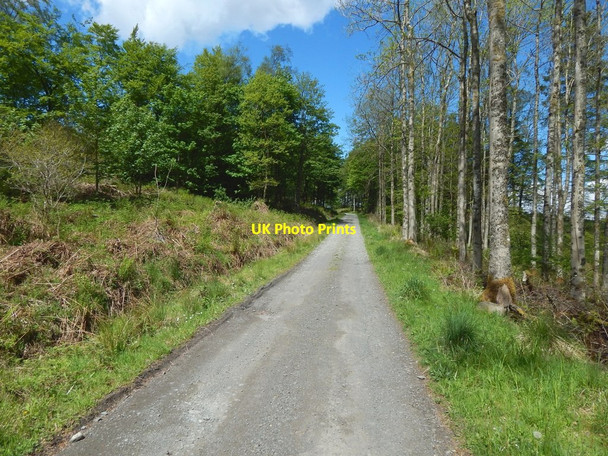 Photo 6"x4" Track through Boturich Estate Gartocharn c2017