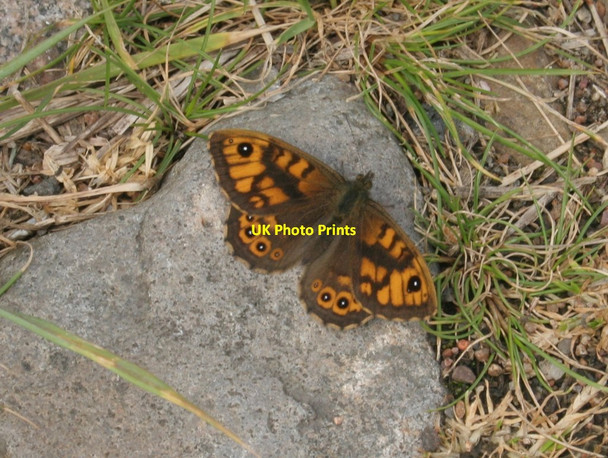 Photo 6"x4" Wall butterfly, Rascarrel Bay Auchencairn\/NX7951 c2017