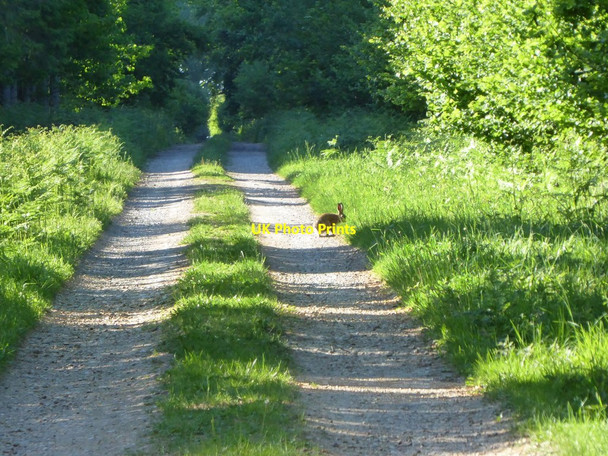 Photo 6"x4" A hare in Hound Wood Farley\/SU2229 c2017
