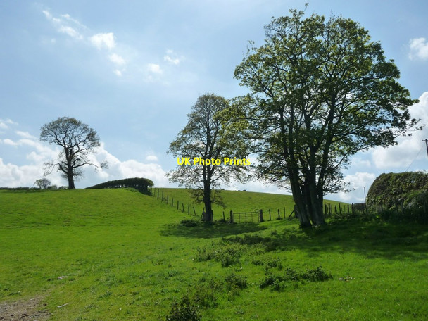 Photo 6"x4" Trees on a field boundary, near Rhan Hir Farm Hendre-ddu c2017