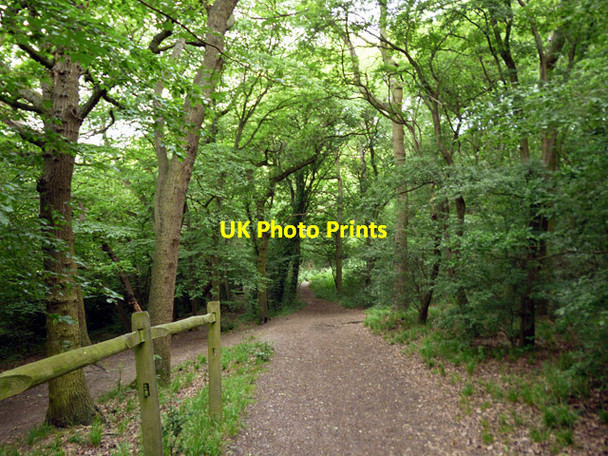 Photo 6"x4" Bridleway towards Thundersley Glen Thundersley c2017