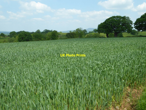 Photo 6"x4" Farmland near Upper Upton Farm Stony Cross\/SO5466 c2017