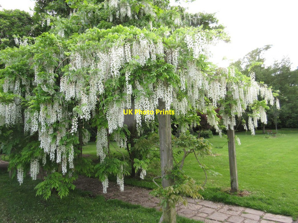 Photo 6"x4" Wisteria Walk - Woodside Gardens Lymington c2017