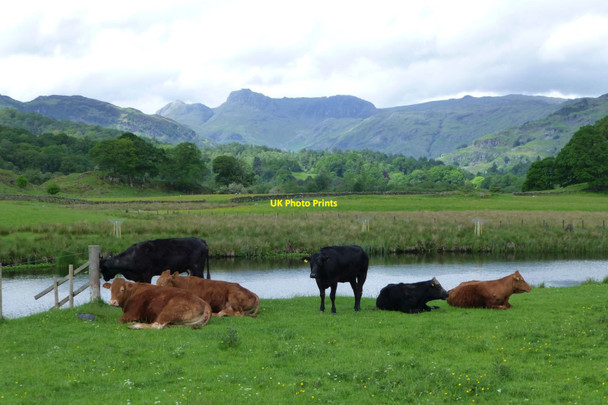 Photo 6"x4" Cattle beside the River Brathay Skelwith Bridge c2017