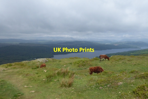 Photo 6"x4" Grazing cattle Cartmel Fell c2017