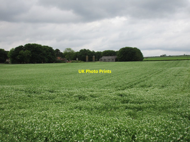 Photo 6"x4" Field of peas and Wetwang Grange Wetwang c2017