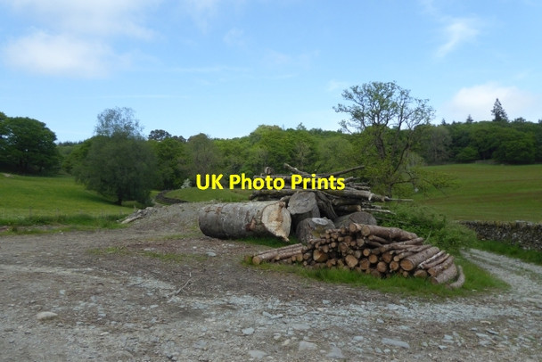Photo 6"x4" Pile of logs Far Sawrey c2017