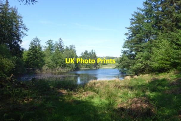 Photo 6"x4" Towards Moss Eccles Tarn Far Sawrey c2017