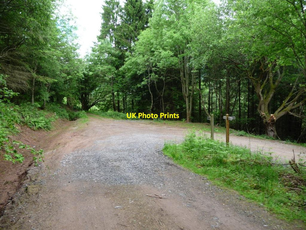 Photo 6"x4" Track junction, northern end of Llanthony Wood Llanthony c2017