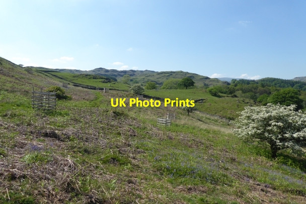 Photo 6"x4" Tree planting on Loughrigg Ambleside c2017