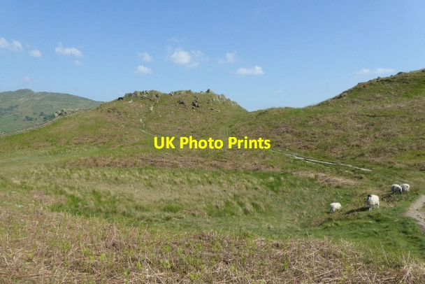 Photo 6"x4" Sheep on Loughrigg Ambleside c2017