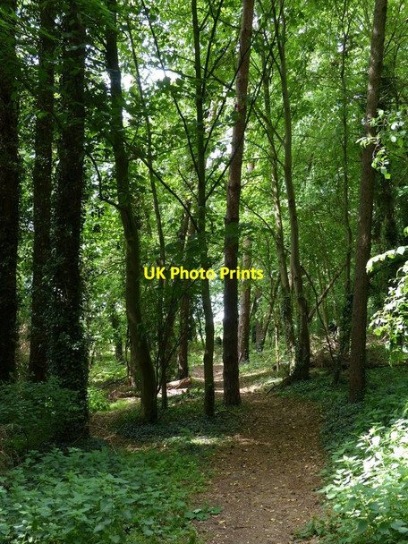 Photo 6"x4" Wooded stretch of the Peddars Way Brettenham\/TL9383 c2017