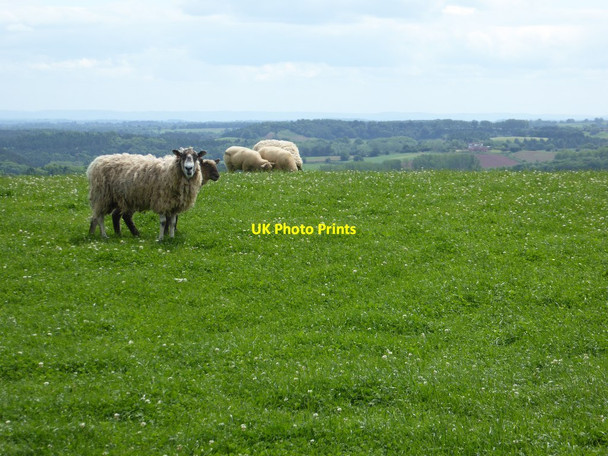 Photo 6"x4" Sheep on high ground near Heightington Heightington c2017