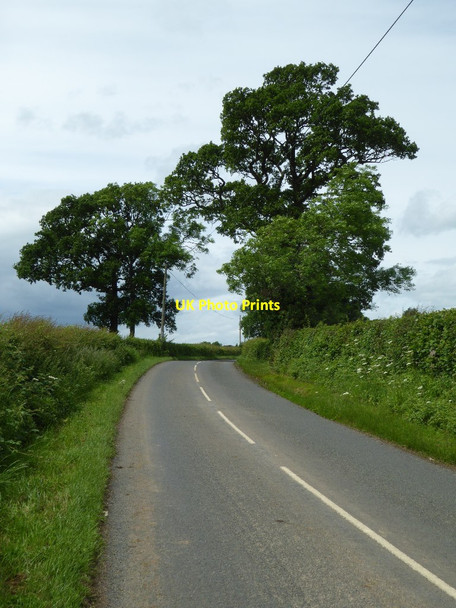 Photo 6"x4" Oak trees and an ash tree Heightington c2017