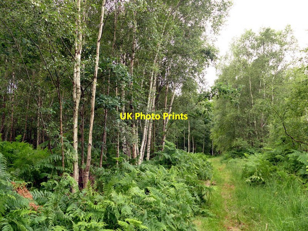 Photo 6"x4" Path through woodland on Thorne Waste Moorends c2017