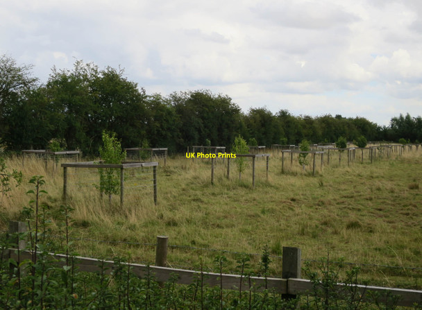 Photo 6"x4" Orchard at Fen Drayton Lakes Fen Drayton c2017