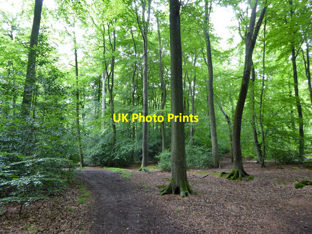 Photo 6"x4" Path in Netherlands Wood Beaconsfield c2017