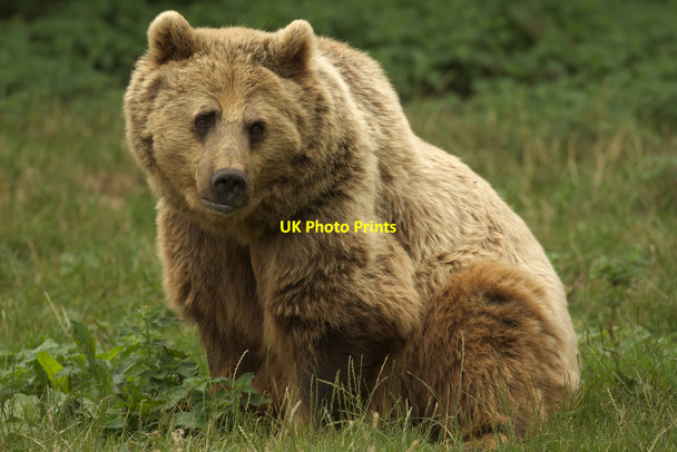Photo 6"x4" Eurasian Brown Bear, Whipsnade Zoo The Green\/TL0017 c2017