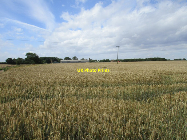 Photo 6"x4" Wheat field and Moat Farm Fitling c2017