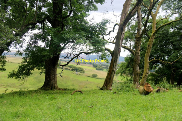 Photo 6"x4" Old bank of trees at Loudon Hill Drumclog c2017