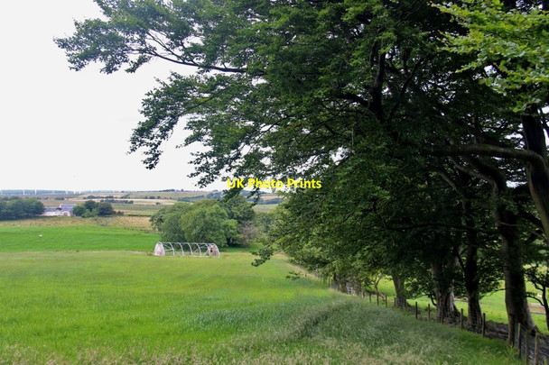 Photo 6"x4" Cereal and ancient hedge at Loudon Hill Drumclog c2017