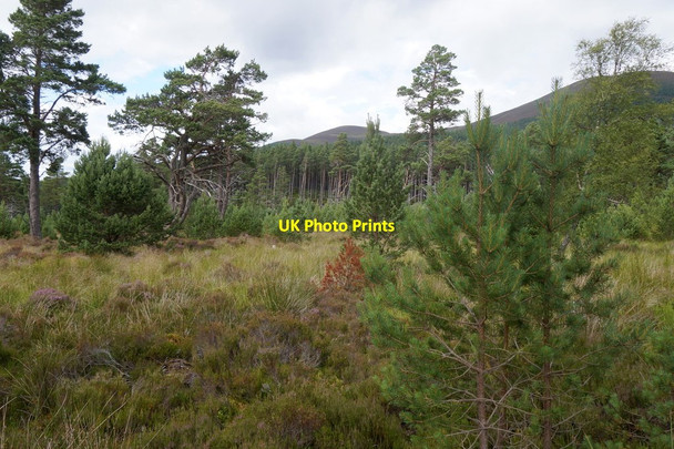 Photo 6"x4" Open woodland in Glen More Allt B\u00e0n\/NH9909 c2017