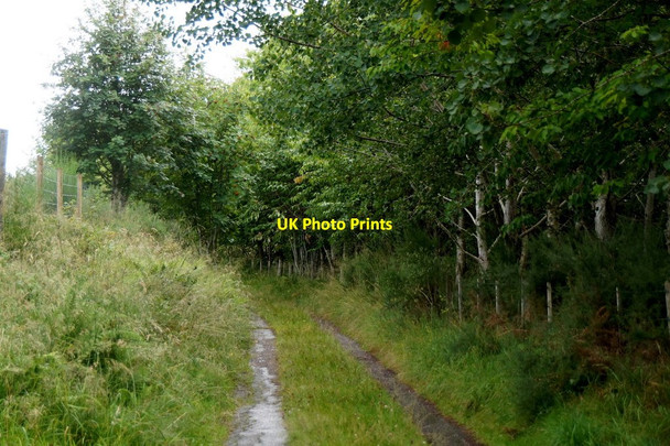 Photo 6"x4" Track to Ardochy, near Teanassie Crask of Aigas c2017