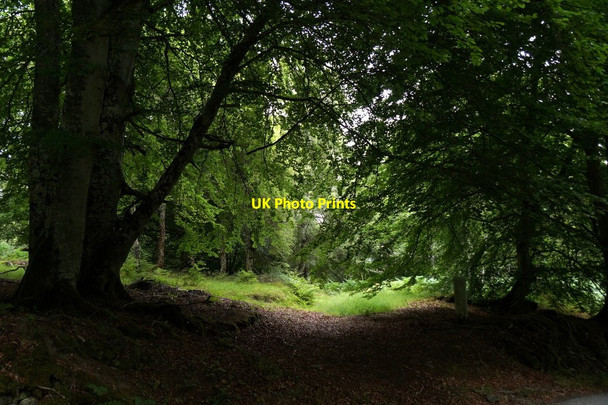 Photo 6"x4" Woodland at Fanellen Kilmorack c2017