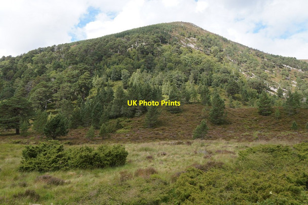 Photo 6"x4" Woodland on the slope of Meall A' Bhuachaille Allt na F\u00e8ith Duibhe c2017