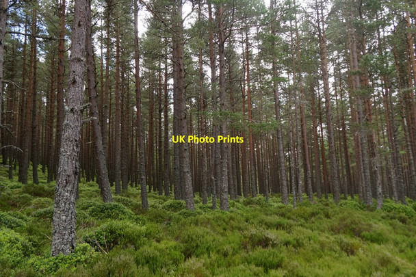 Photo 6"x4" Woodland east of Glenmore Lodge Allt B\u00e0n\/NH9909 c2017
