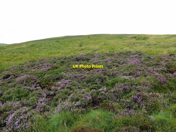 Photo 6"x4" Heather flowering below Deel's Hill Deel's Hill c2017