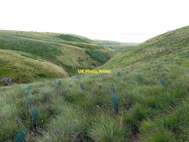 Photo 6"x4" New trees above Rennies Burn Raeshaw Fell c2017